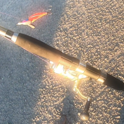 朝マズメ、タコング調査。タコカウント2匹目ｗ